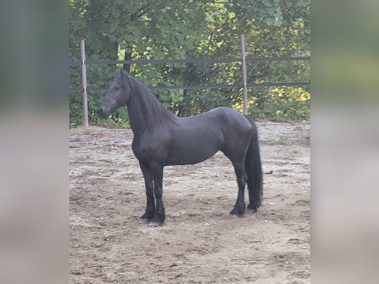 Frison Jument 13 Ans 153 cm in Freyung