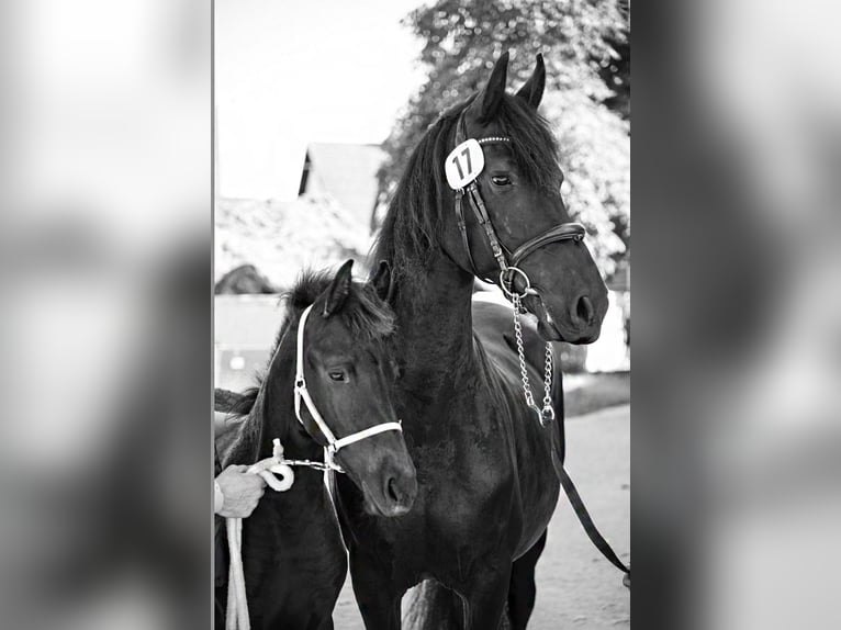 Frison Jument 13 Ans 160 cm Noir in St. Michael im Lungau