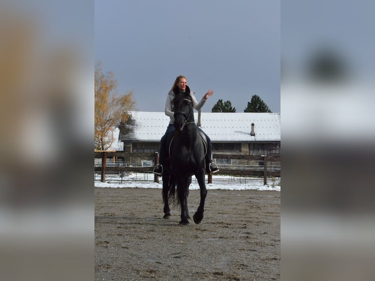 Frison Jument 13 Ans 160 cm Noir in St. Michael im Lungau