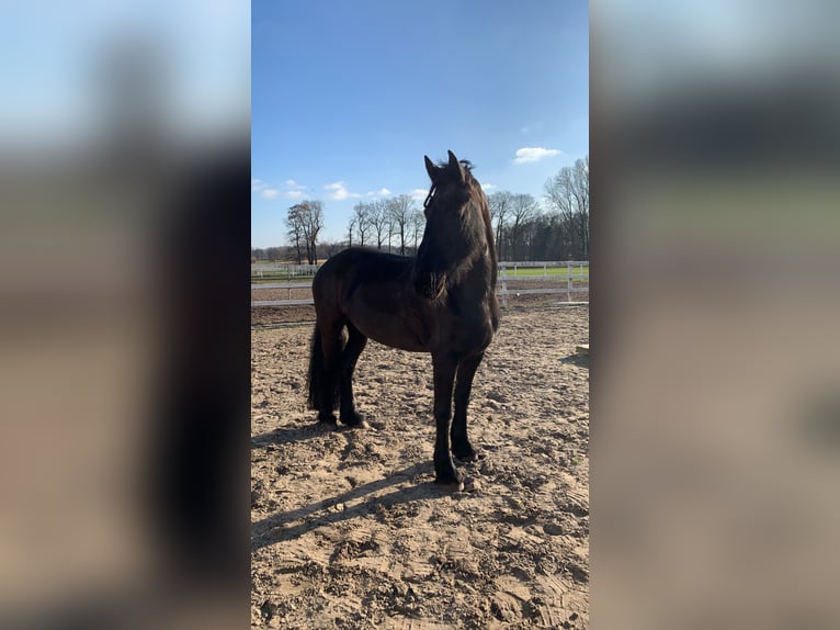 Frison Jument 13 Ans 164 cm Noir in Delbrück
