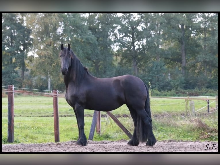 Frison Jument 13 Ans 165 cm Noir in Epe