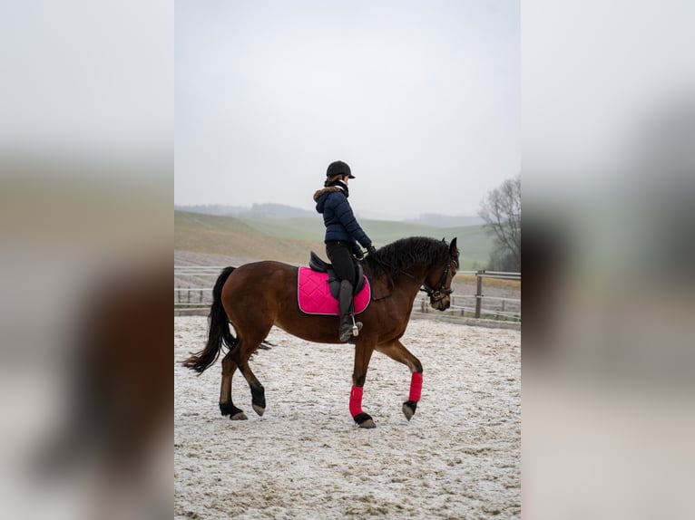 Frison Croisé Jument 14 Ans 154 cm Bai in Wippenham