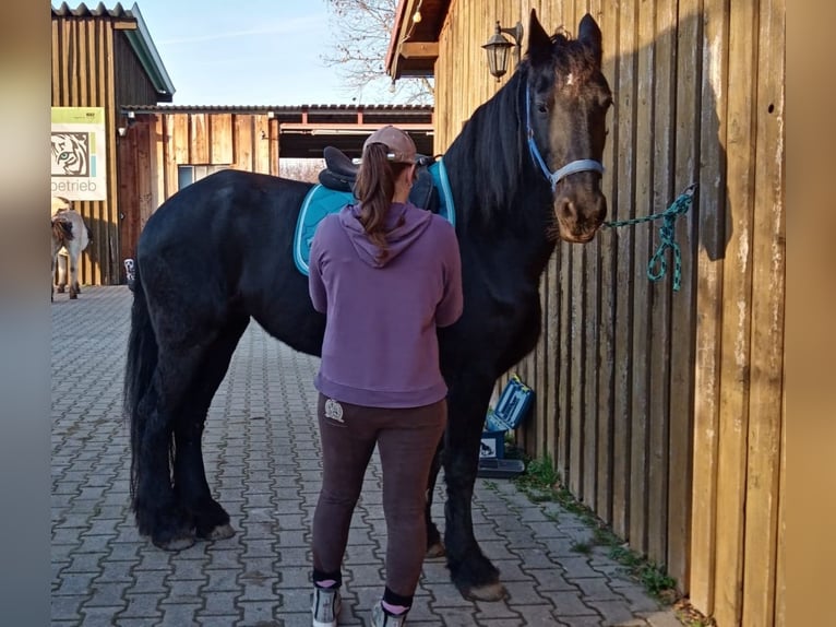 Frison Jument 14 Ans 156 cm Noir in Heddesheim