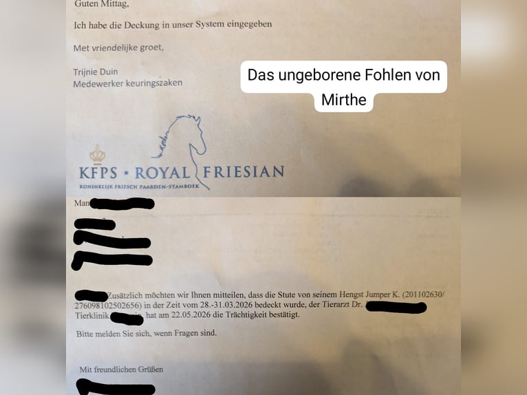 Frison Jument 14 Ans 160 cm Bai brun foncé in Weitenhagen