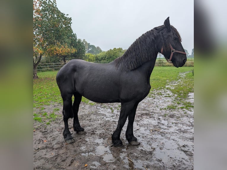 Frison Jument 14 Ans 160 cm Bai brun foncé in Weitenhagen