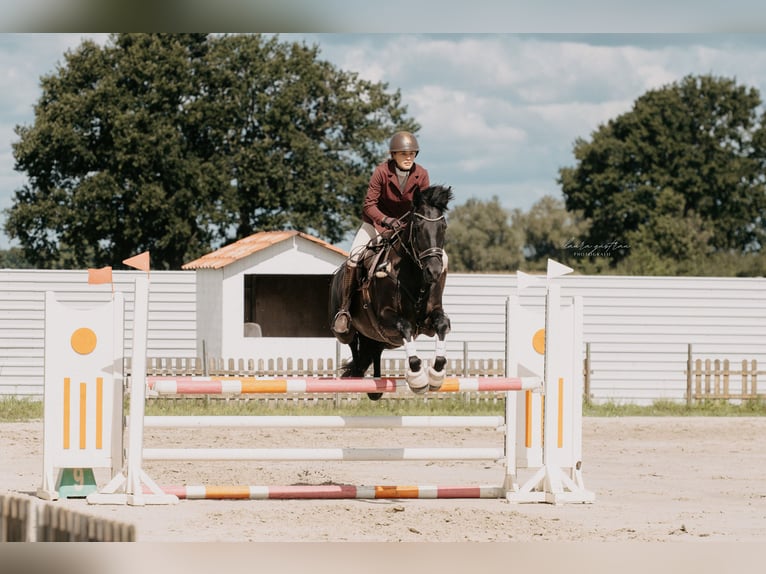 Frison Jument 14 Ans 160 cm Noir in Heide
