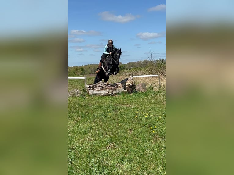 Frison Jument 14 Ans 160 cm Noir in Heide