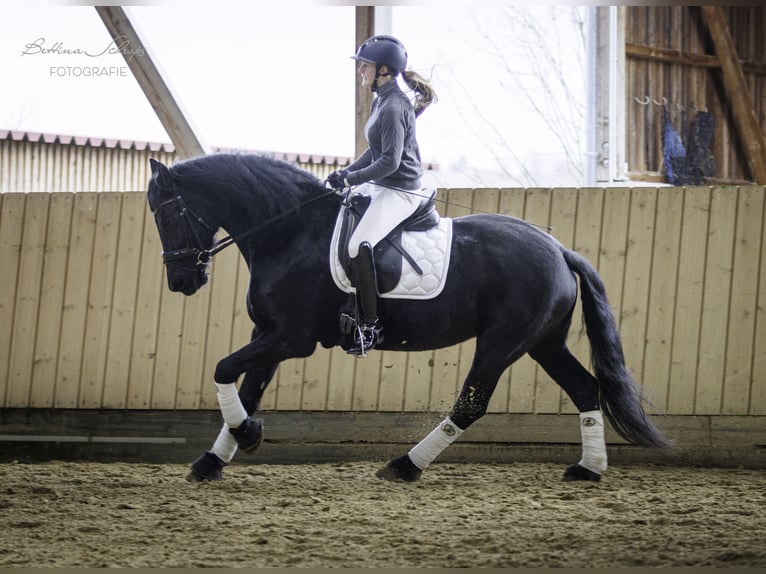 Frison Jument 14 Ans 162 cm Noir in Bad Wildungen