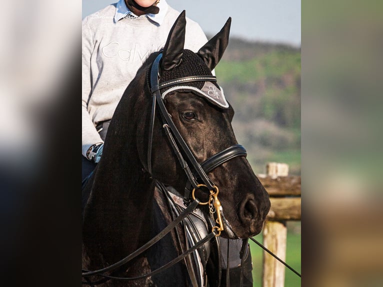 Frison Jument 14 Ans 162 cm Noir in Bad Wildungen