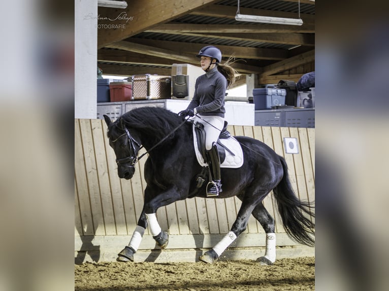 Frison Jument 14 Ans 162 cm Noir in Bad Wildungen