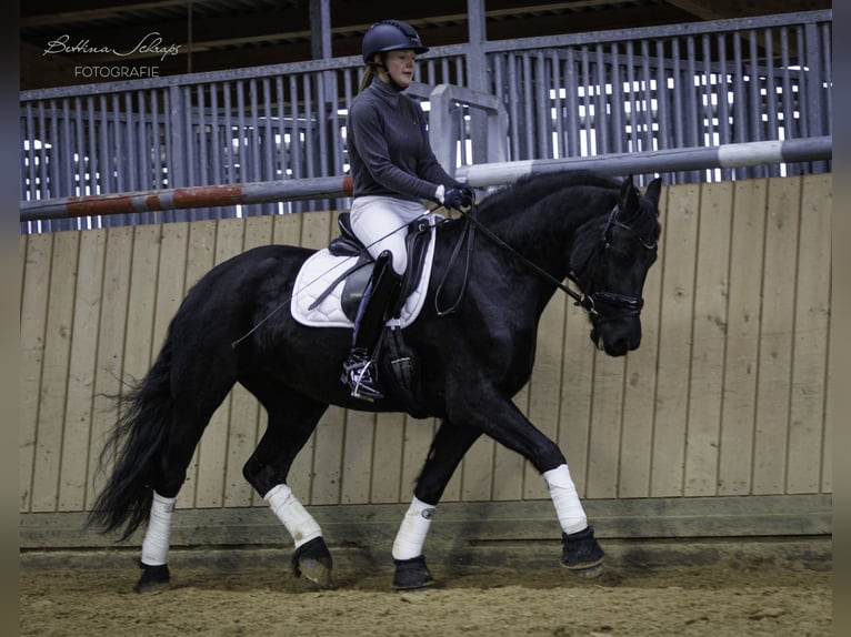 Frison Jument 14 Ans 162 cm Noir in Bad Wildungen