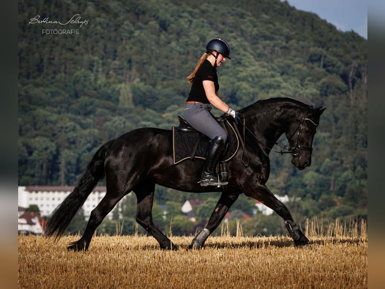 Frison Jument 14 Ans 162 cm Noir in Bad Wildungen