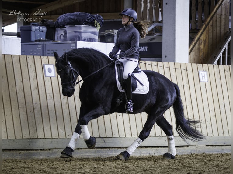 Frison Jument 14 Ans 162 cm Noir in Bad Wildungen