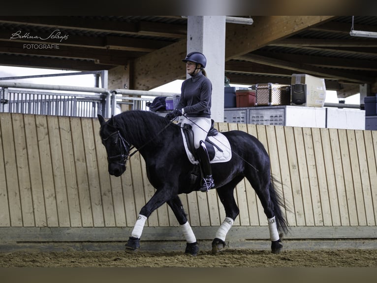 Frison Jument 14 Ans 162 cm Noir in Bad Wildungen