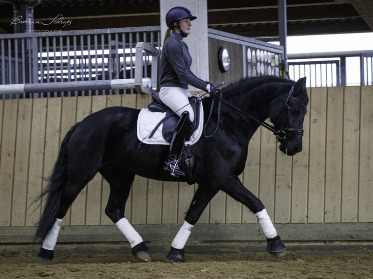 Frison Jument 14 Ans 162 cm Noir in Bad Wildungen