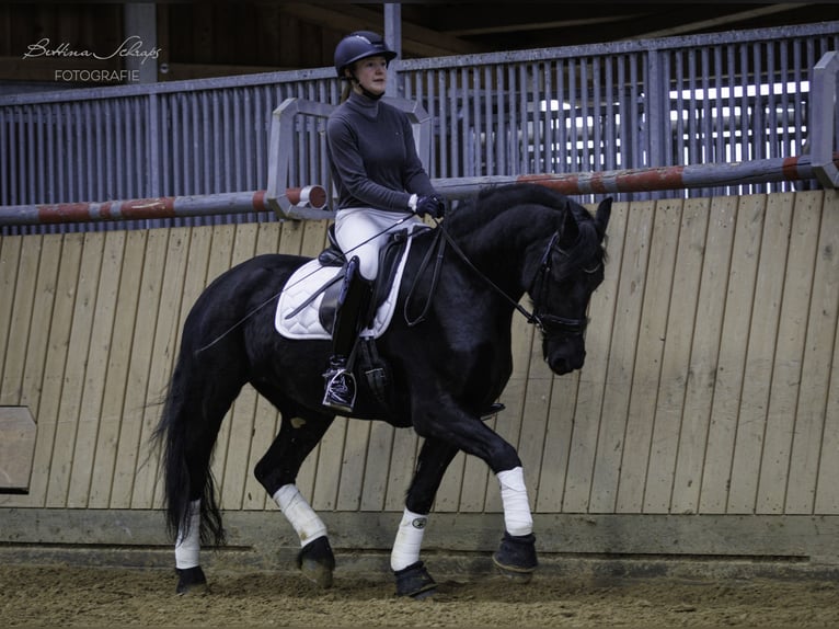 Frison Jument 14 Ans 162 cm Noir in Bad Wildungen