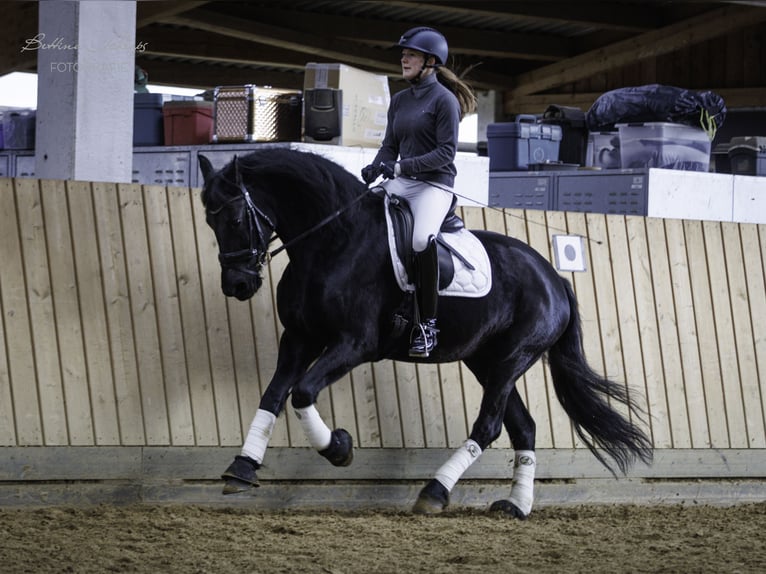 Frison Jument 14 Ans 162 cm Noir in Bad Wildungen