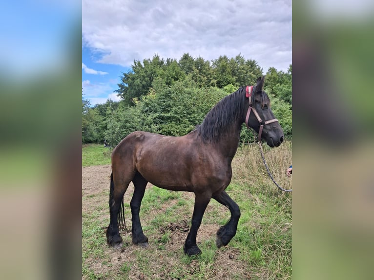 Frison Jument 14 Ans 164 cm Noir in Limbach-Oberfrohna Frison Jument 14 Ans 164 cm Noir in Limbach-Oberfrohna