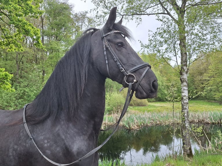 Frison Jument 14 Ans 164 cm Noir in Dalen