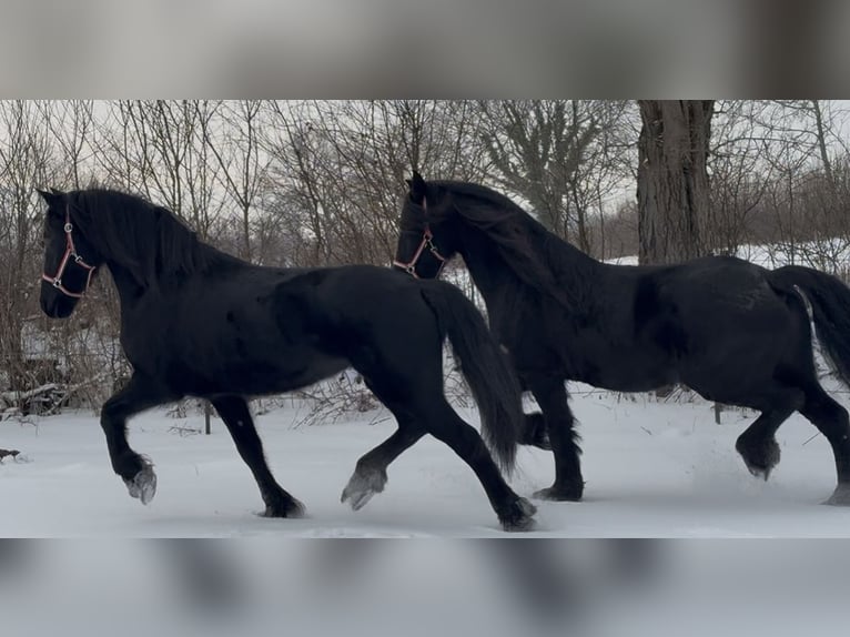 Frison Jument 15 Ans 160 cm Noir in Arnis