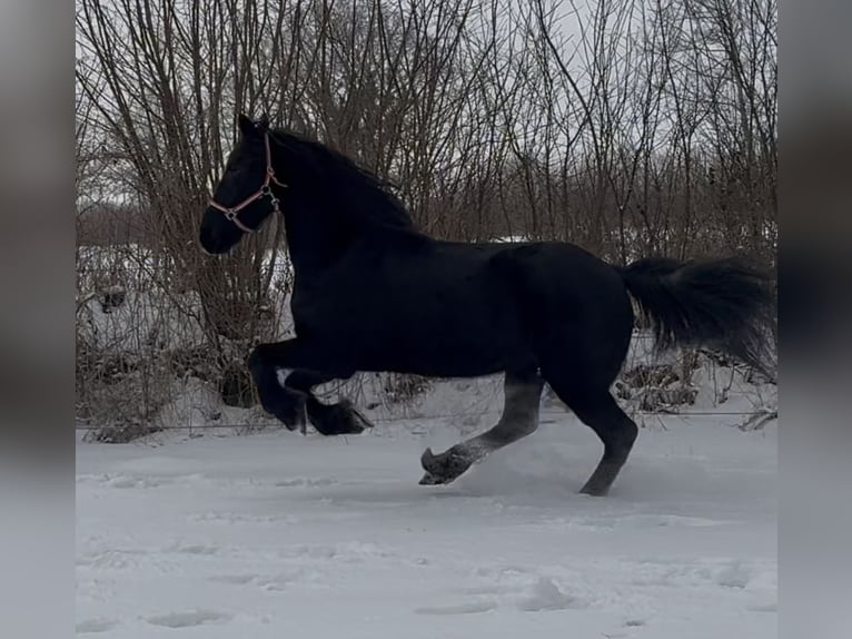 Frison Jument 15 Ans 160 cm Noir in Arnis