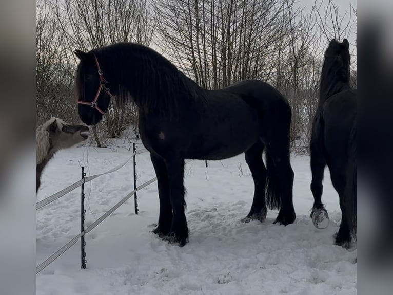 Frison Jument 15 Ans 160 cm Noir in Arnis
