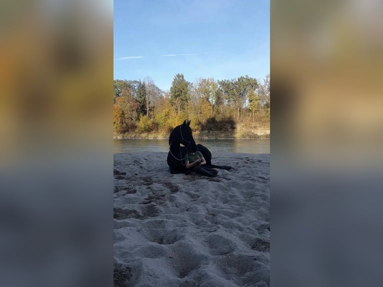 Frison Croisé Jument 15 Ans 165 cm Bai brun foncé in Freilassing