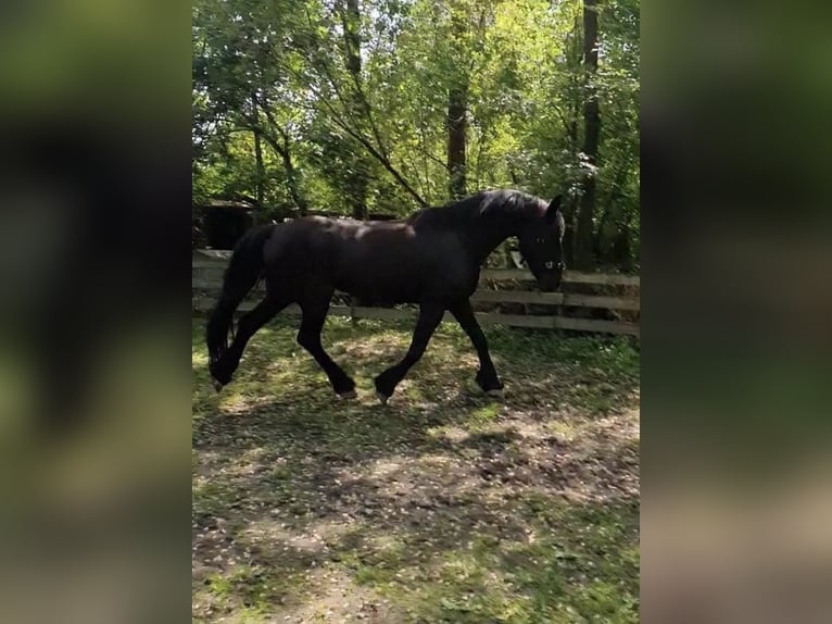 Frison Croisé Jument 15 Ans 165 cm Bai brun foncé in Freilassing