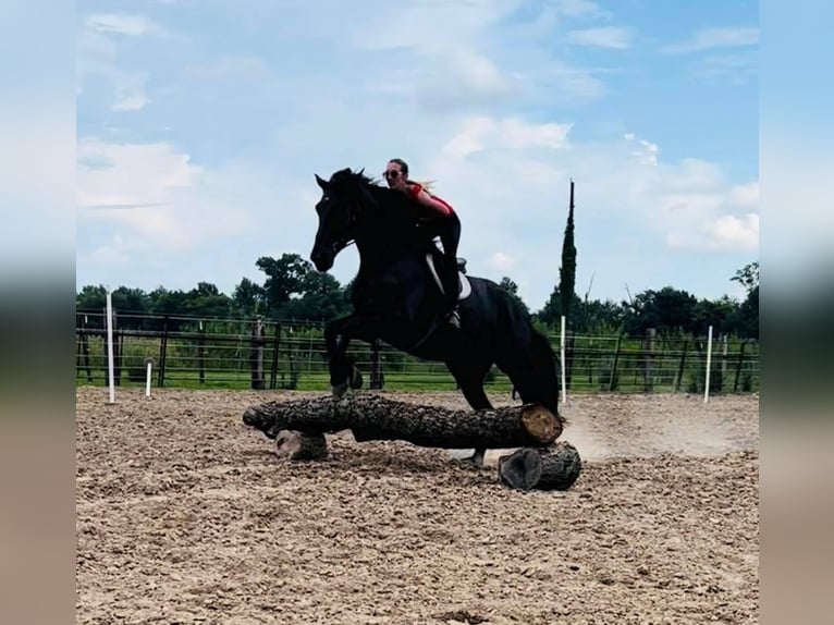Frison Jument 15 Ans 173 cm Noir in eFFINGHAM il