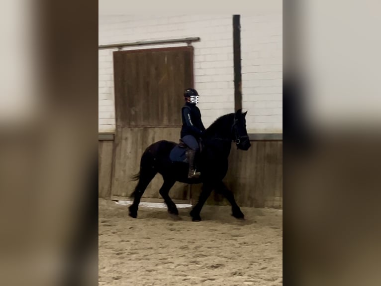 Frison Jument 16 Ans 147 cm Noir in Osterwald