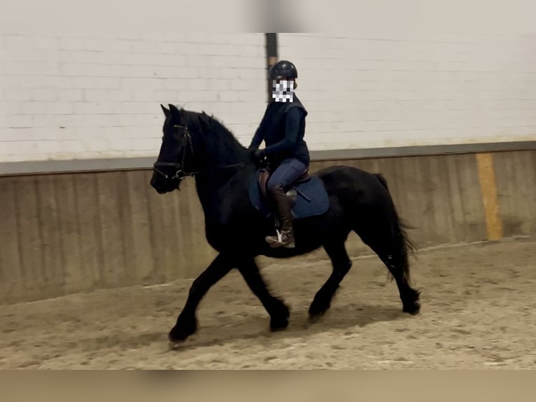 Frison Jument 16 Ans 147 cm Noir in Osterwald