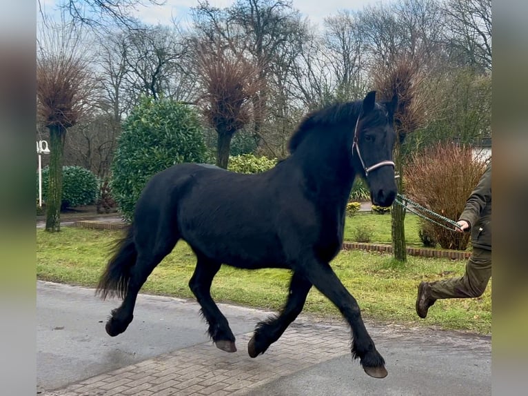 Frison Jument 16 Ans 147 cm Noir in Osterwald