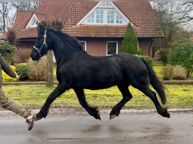 Frison Jument 16 Ans 147 cm Noir in Osterwald