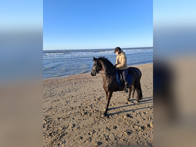 Frison Croisé Jument 16 Ans 155 cm Bai brun foncé in Kamerik