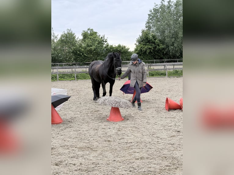 Frison Croisé Jument 16 Ans 155 cm Bai brun foncé in Kamerik