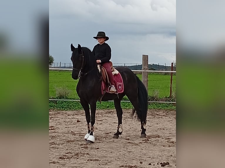 Frison Croisé Jument 16 Ans 156 cm  in Chiclana De La Frontera