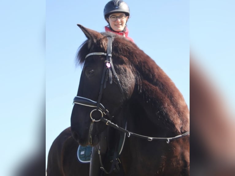 Frison Croisé Jument 18 Ans 163 cm Bai brun in Schöngeising