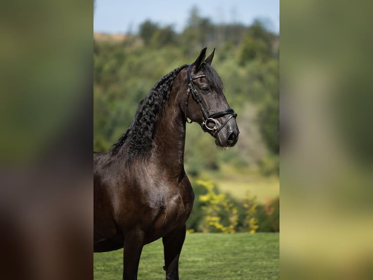 Frison Jument 19 Ans 160 cm Noir in Meinerzhagen