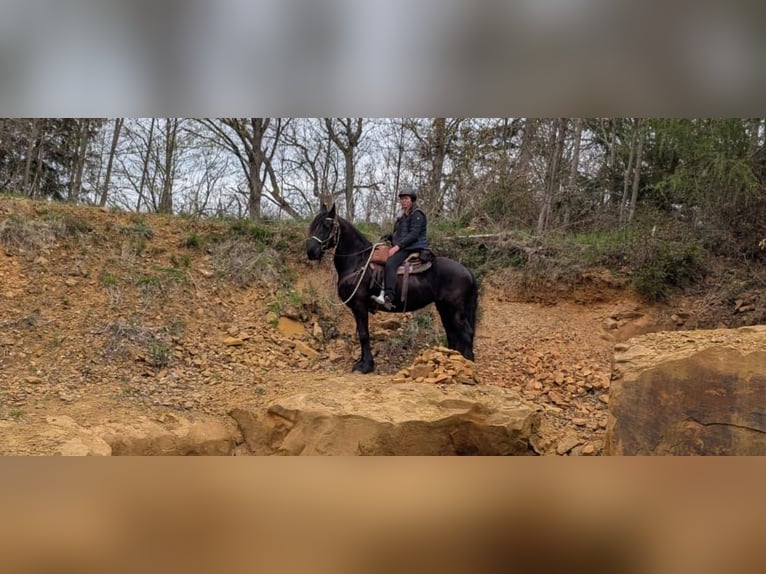 Frison Jument 19 Ans 163 cm Noir in Lauchheim-Röttingen
