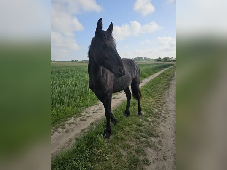 Frison Jument 1 Année 140 cm Noir in Drieslinter
