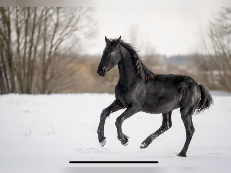 Frison Jument 1 Année 145 cm Noir in Brańsk
