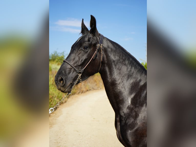 Frison Croisé Jument 1 Année 152 cm Gris in Corona, CA
