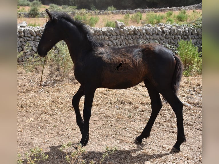 Frison Croisé Jument 1 Année 160 cm Noir in Menorca