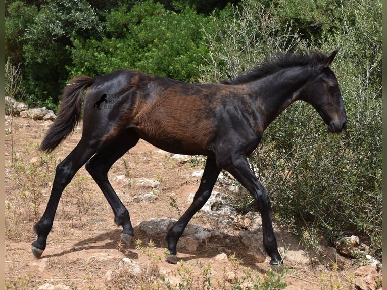 Frison Croisé Jument 1 Année 160 cm Noir in Menorca