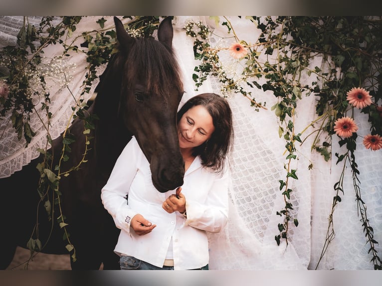 Frison Jument 1 Année 160 cm Noir in Altd&#xF6;bern