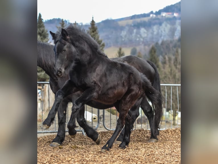 Frison Croisé Jument 1 Année 165 cm Noir in Anger