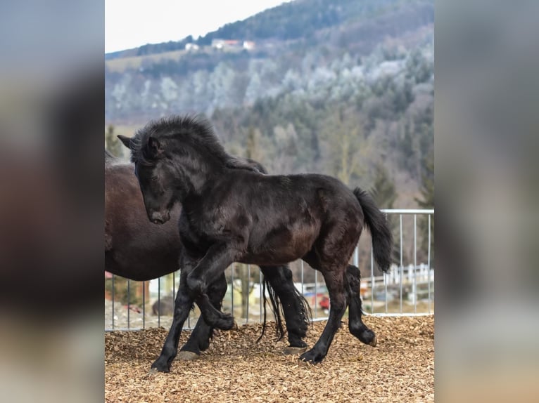 Frison Croisé Jument 1 Année 165 cm Noir in Anger