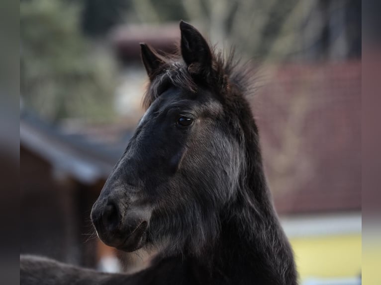 Frison Croisé Jument 1 Année 165 cm Noir in Anger