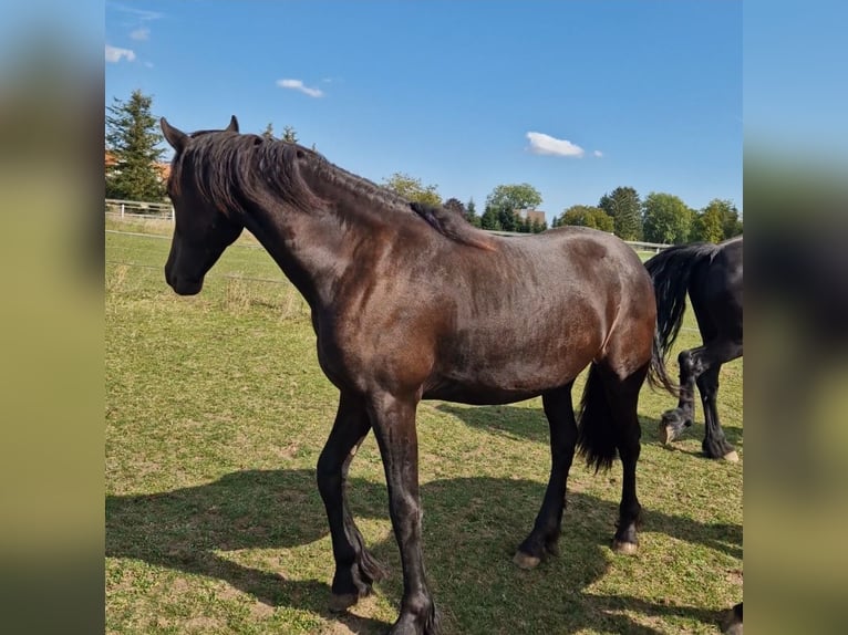 Frison Jument 1 Année 166 cm Noir in Wallerstein