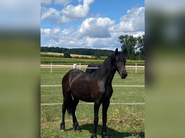 Frison Jument 1 Année 166 cm Noir in Wallerstein